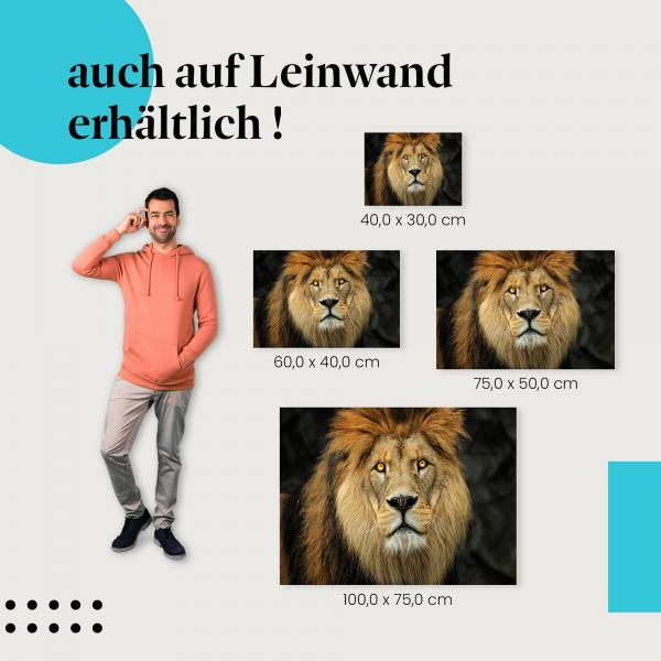 Löwe: Leinwandbild. Nahaufnahme, goldene Mähne, intensiver Blick, wähle deine Größe.