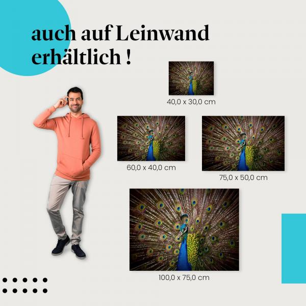 Pfau: Leinwandbild. Federkleid, blau, grün.