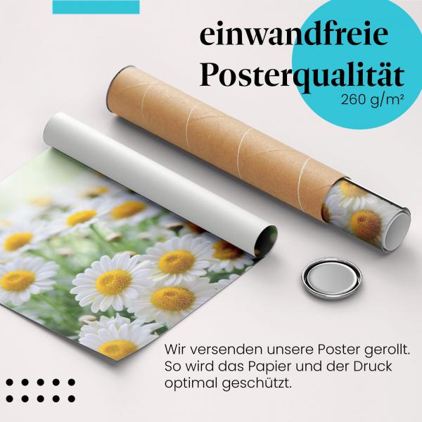 Gerolltes Poster "Margeritenwiese" - Sommer & Natur, sicher verpackt.