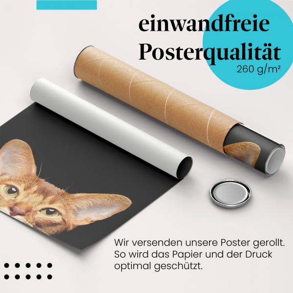 Gerolltes Poster "Katzenblick". Tierfotografie, sicher verpackt.