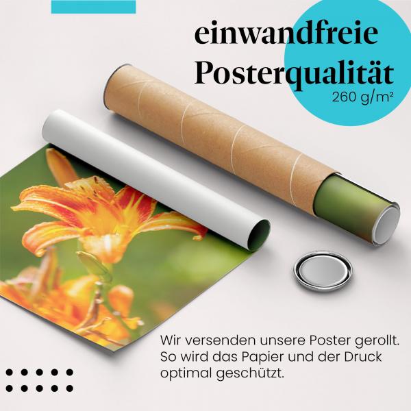 Gerolltes Poster "Lilie". Blumenpracht, sicher verpackt.