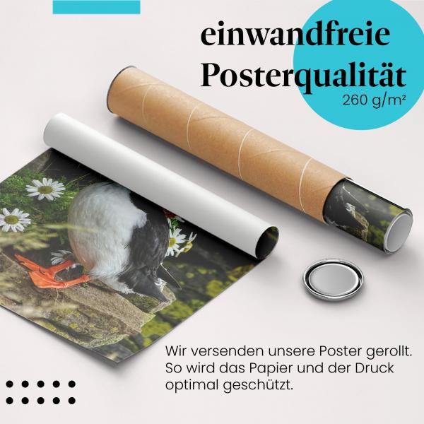 Gerolltes Poster "Papageientaucher". Farbenfrohe Tierwelt, sicher verpackt.