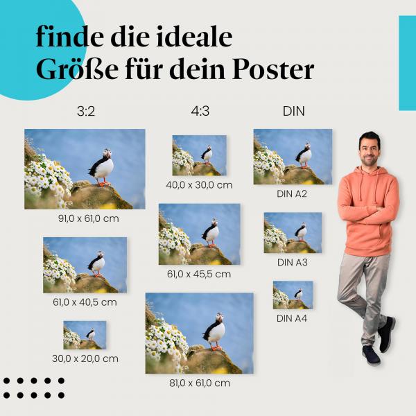 Papageientaucher, Poster: Felsen, Margeriten, blau.