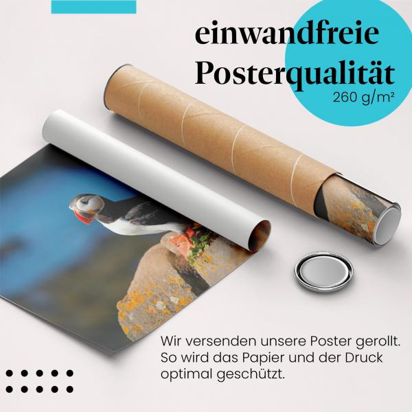 Gerolltes Poster "Papageientaucher" - Island, sicher verpackt.