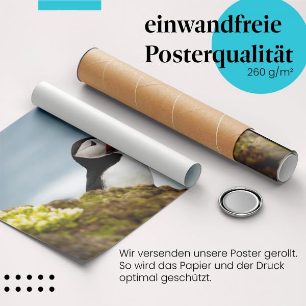 Gerolltes Poster "Papageientaucher" - Tier & Natur, sicher verpackt.