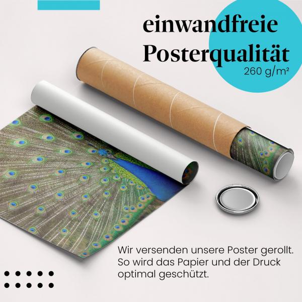 Gerolltes Poster "Pfau". Vogel & Schönheit, sicher verpackt.