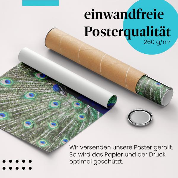 Gerolltes Poster "Pfau". Tier & Schönheit, sicher verpackt.