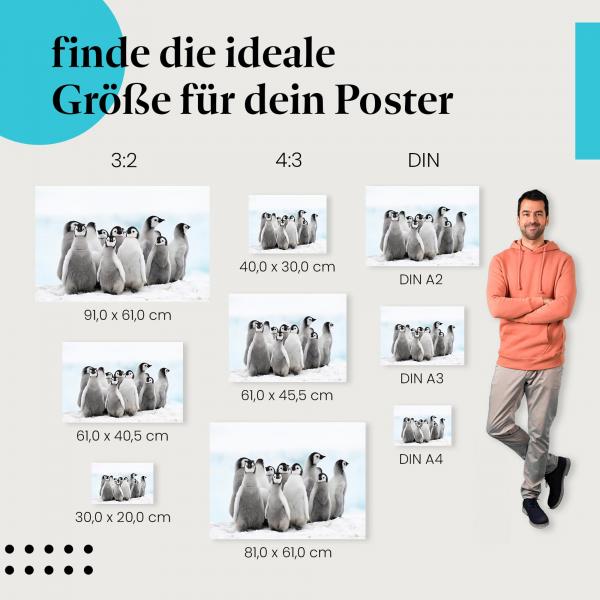 Pinguine, Poster: Küken, Schnee, niedlich.