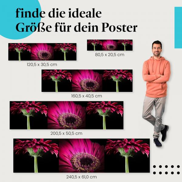 Pinke Gerbera, Poster: Triptychon, Nahaufnahme, Seitenansicht.