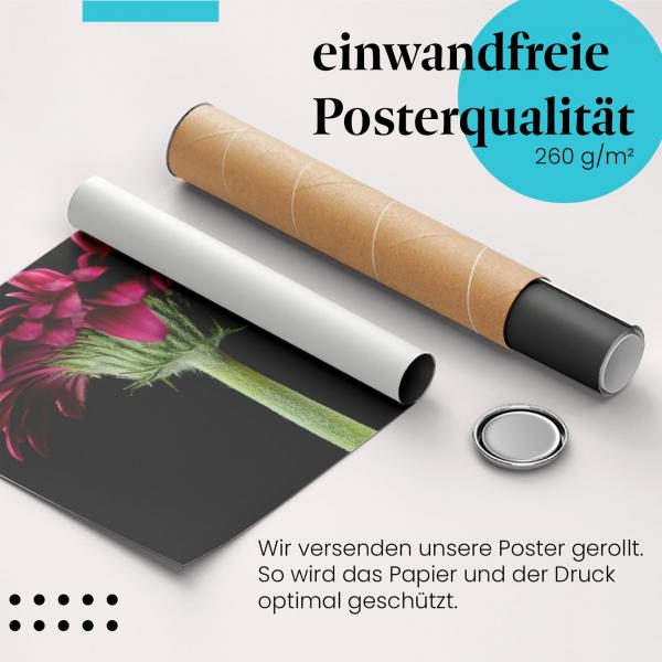 Gerolltes Poster "Pinke Gerbera" - Blumenkunst, sicher verpackt.