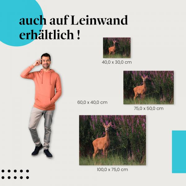 Rehwild: Leinwandbild. Lila Blüten, aufmerksam.