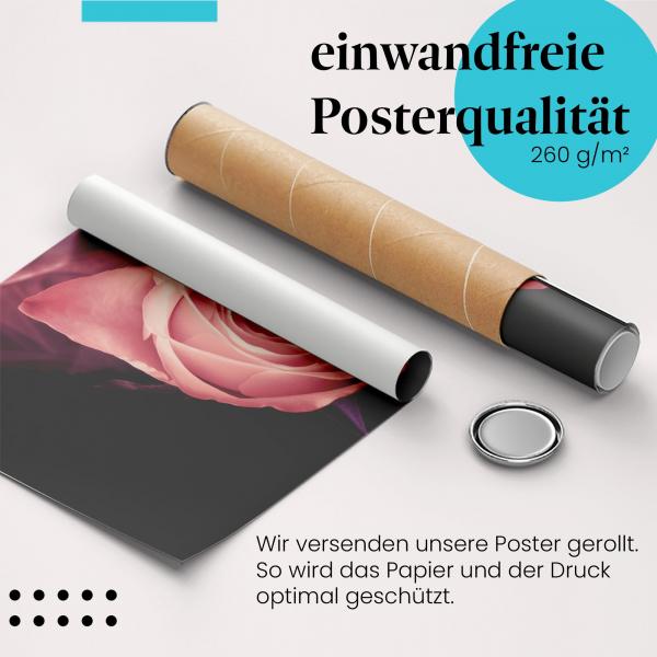 Gerolltes Poster "Rosa Rose" - Zeitlose Schönheit, sicher verpackt.