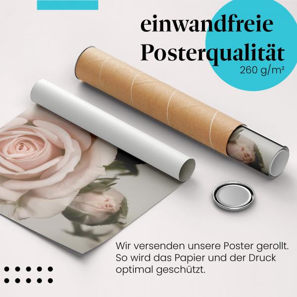 "Rosa Rose": Gerolltes Poster - zarte Schönheit, Knospen, sicher verpackt.