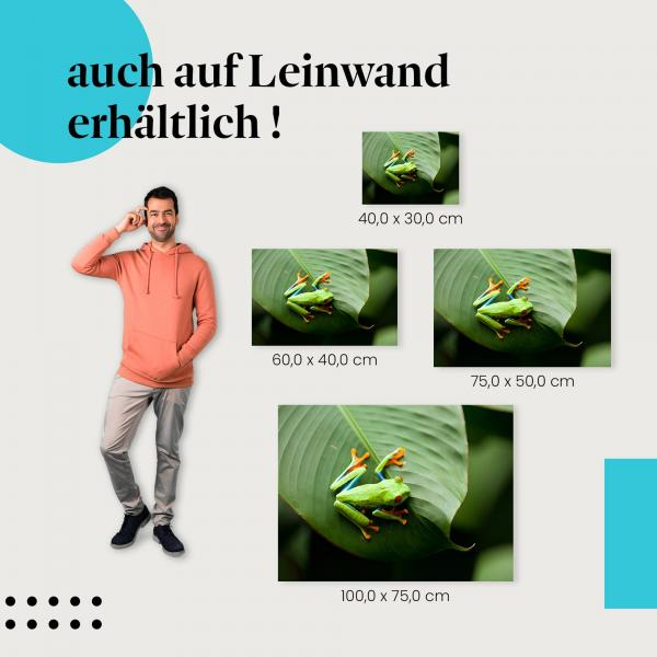 "Rotaugenlaubfrosch" Leinwandbild. Finde die ideale Größe für dein Zuhause & setze Akzente mit Kunst!