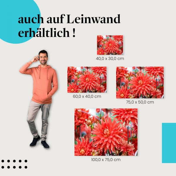 Rote Dahlien: Leinwandbild. Blütenpracht, wähle deine Größe!