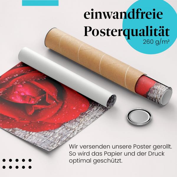 Gerolltes Poster "Rose mit Tautropfen" - Eleganz & Sinnlichkeit, sicher verpackt.