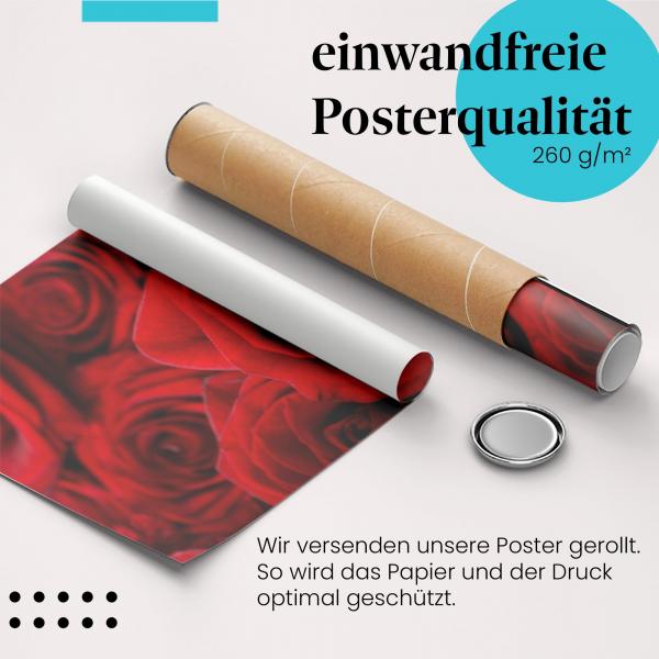 Gerolltes Poster "Rote Rosen". Strahlend schön, hochwertig gedruckt.