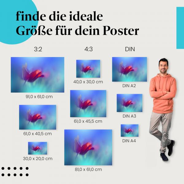 Tulpe, Poster: Rot, Tautropfen, blau.