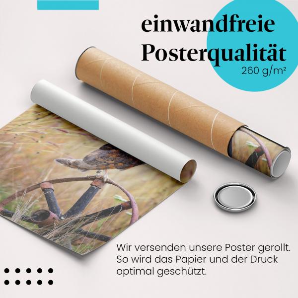 Gerolltes Poster "Schleiereule". Vogel & Nostalgie, sicher verpackt.