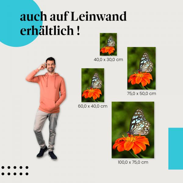 Schmetterling: Leinwandbild. Orange, Blume.