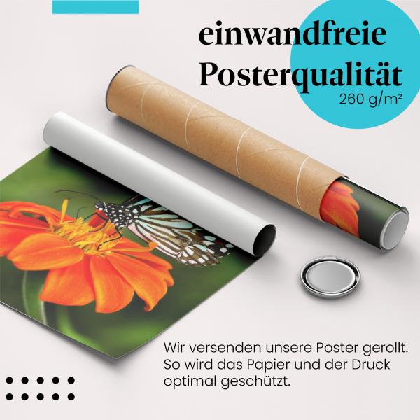 Gerolltes Poster "Schmetterling" - Sommer & Natur, sicher verpackt.