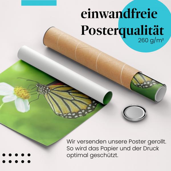 Gerolltes Poster "Schmetterling" - Insektenfotografie, sicher verpackt.