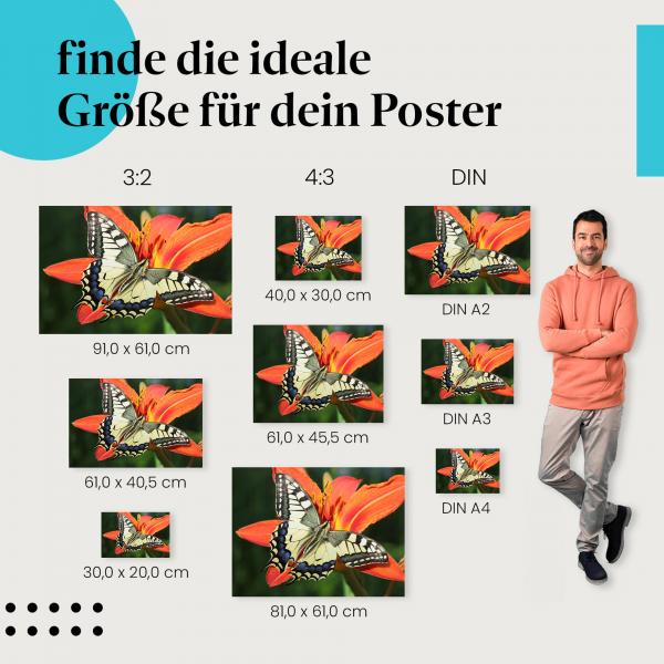 Finde die ideale Postergröße: Schmetterling auf Lilie - Farbenpracht der Natur.