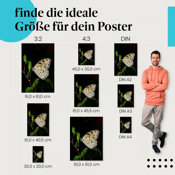 Schmetterling, Poster: Weiß, schwarz, Blätter, Kontrast.