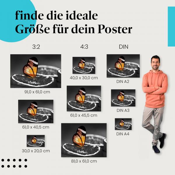 Wähle die ideale Postergröße: Orangefarbener Schmetterling auf Orangenscheibe (Schwarz-Weiß mit Farbe).