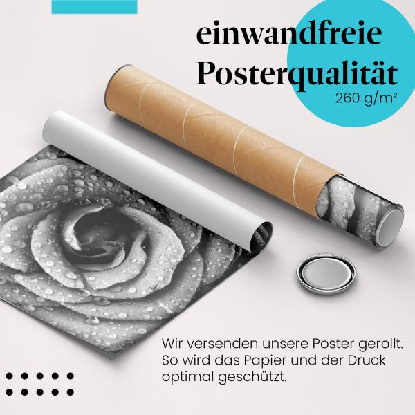 Gerolltes Poster "Rose mit Tautropfen" - Blumiges Design, sicher verpackt.