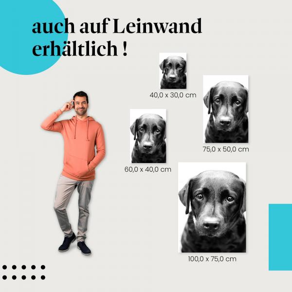 "Portrait eines Labradors" Leinwandbild. Finde die ideale Größe für dein Zuhause & setze Akzente mit Kunst!