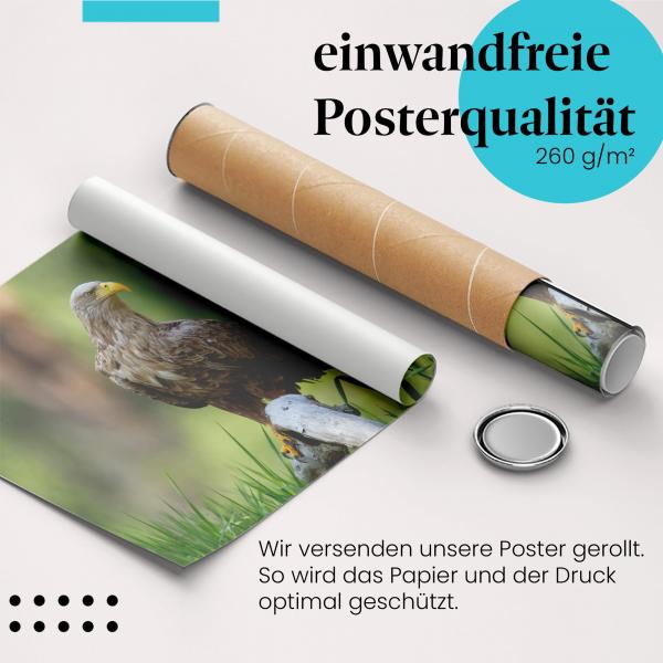 Gerolltes Poster "Seeadler". Greifvogel, sicher verpackt.