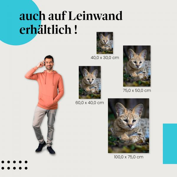 Serval: Leinwandbild. Jungtier, geflecktes Fell, aufmerksam.