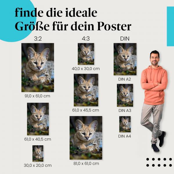 Serval, Poster: Jungtier, geflecktes Fell, Wildkatze.