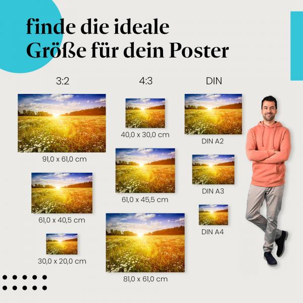 Entdecke die passende Postergröße: Sommerwiese, Margeriten, Wiesenblumen, Sonnenuntergang.