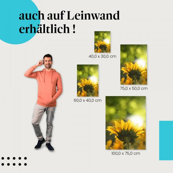 "Sonnenblume im Gegenlicht" Leinwandbild. Finde die ideale Größe für dein Zuhause & setze Akzente mit Kunst!