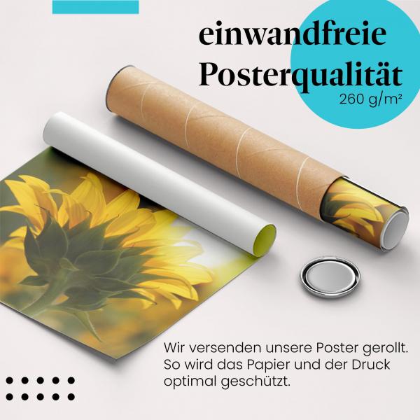 Gerolltes Poster "Sonnenblume", Gegenlicht, Schönheit.