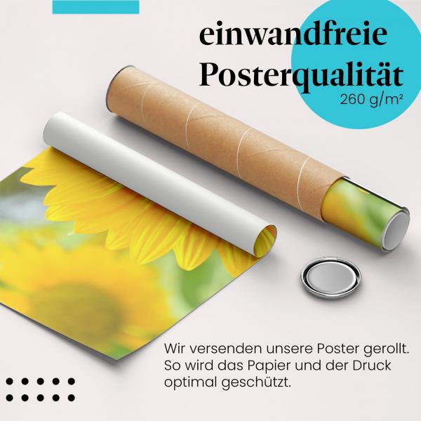 Gerolltes Poster "Sonnenblume". Strahlende Schönheit, sicher verpackt.