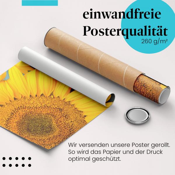 Gerolltes Poster "Sonnenblumen". Sommerliche Blütenpracht, sicher verpackt.