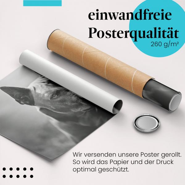 Gerolltes Poster "Thai Ridgeback". Hunderasse, sicher verpackt.