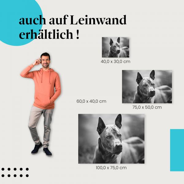 Thai Ridgeback: Leinwandbild. Schwarz-Weiß, Porträt.