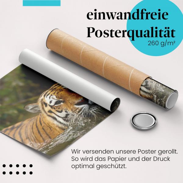 "Tiger am Fluss": Gerolltes Poster - majestätisch.