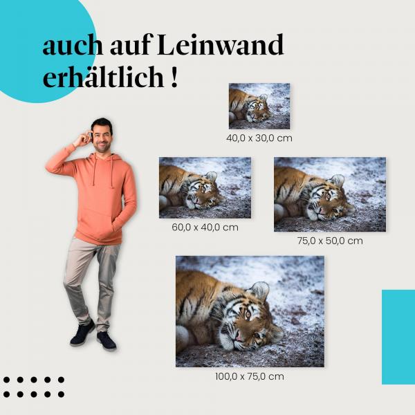 Leinwandbild "Verspieltes Tigerjunges": Wildlife & Natur