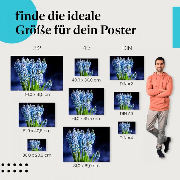 Finde die ideale Postergröße: Traubenhyazinthen, Nahaufnahme, blaue Blüten, Kontrast.