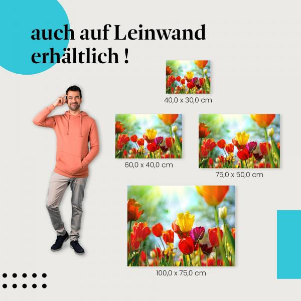 "Bunte Tulpen" Leinwandbild. Finde die ideale Größe und setze Akzente mit Kunst!