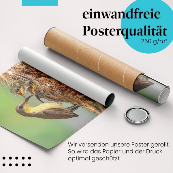 Gerolltes Poster "Vogelküken". Tierfamilie, sicher verpackt.