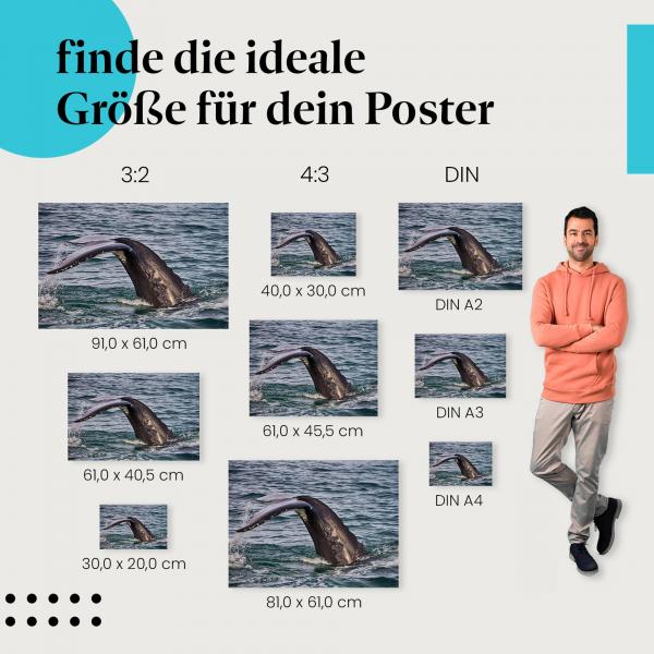 Walflosse, Poster: Wasser, Kraft, Tier.