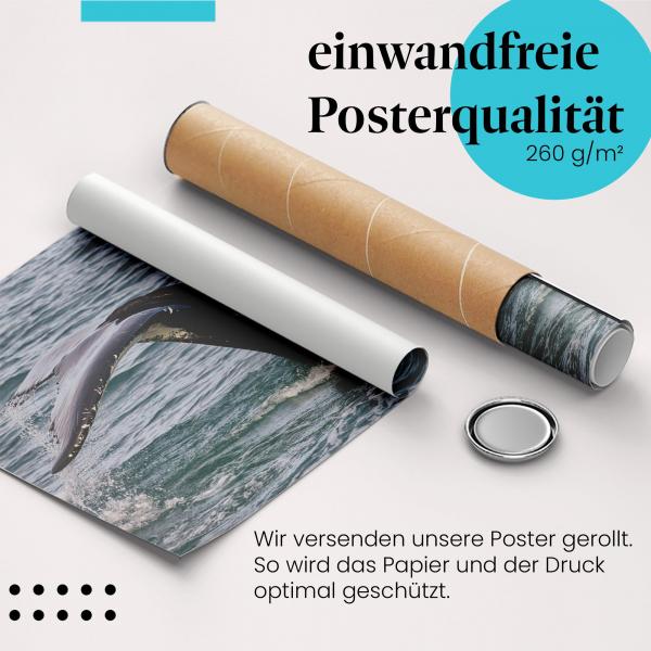 Gerolltes Poster "Wal". Walsichtung, sicher verpackt.