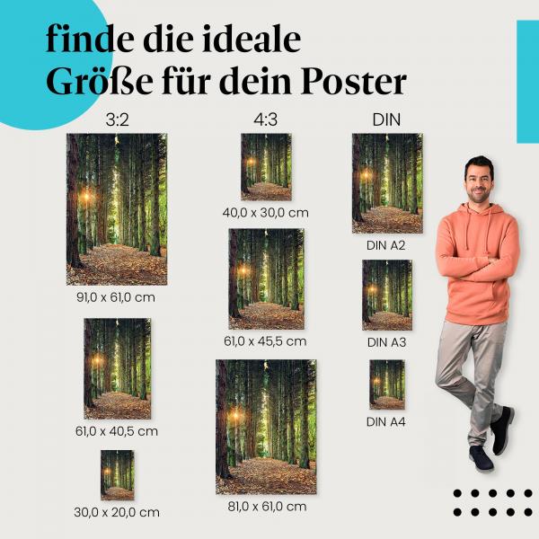 Wald, Poster: Nadelwald, Weg, Sonnenlicht.