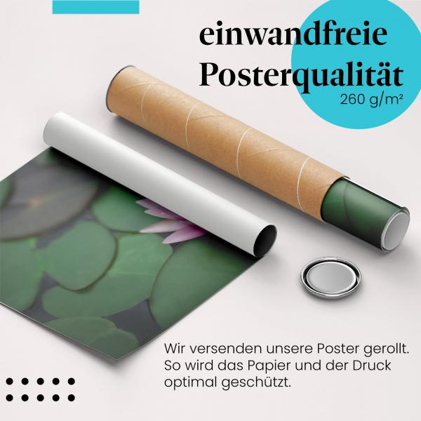 Gerolltes Poster "Wasserlilie". Zarte Blume, sicher verpackt.